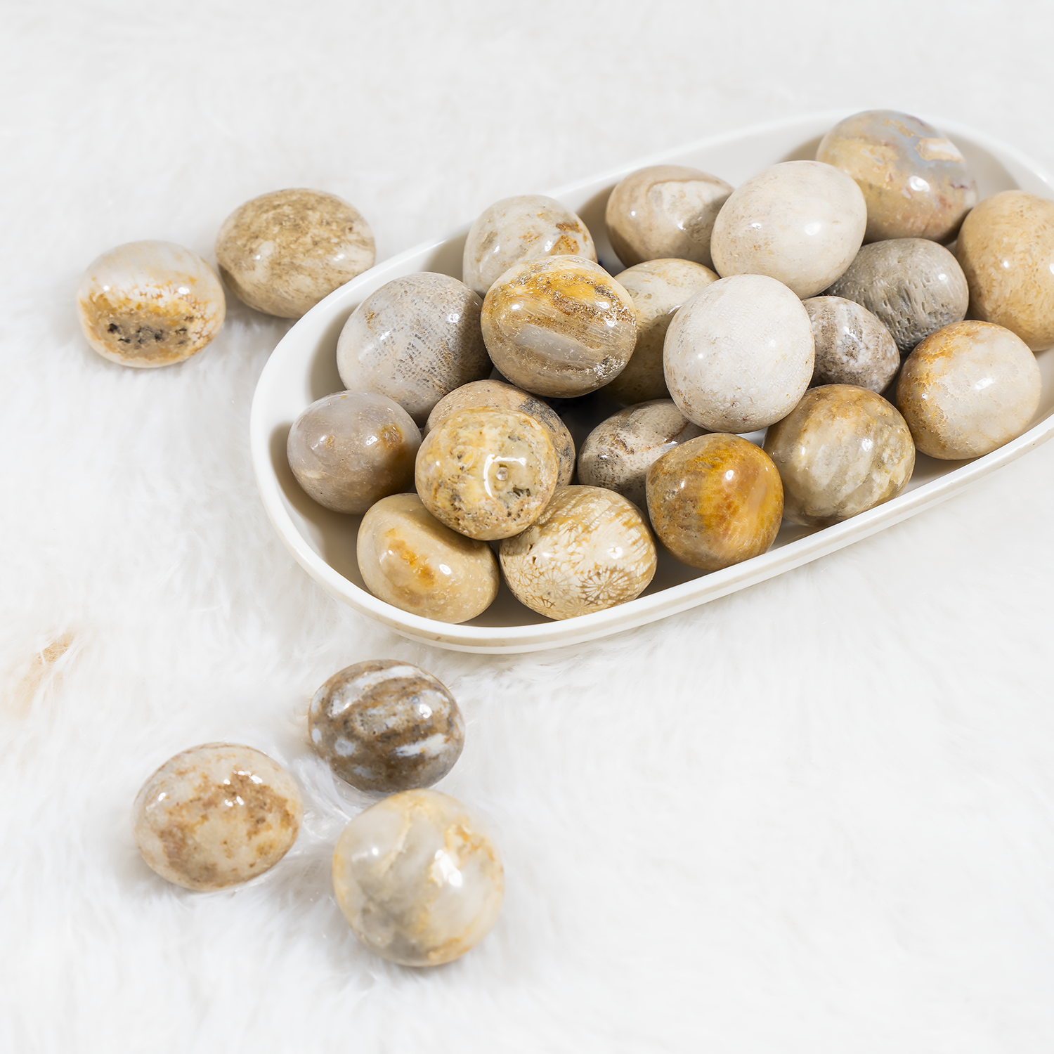Fossil Coral Tumbled Stones